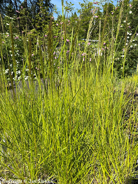 Deschampsia cespitosa 'Goldschleier,' nurmilauha